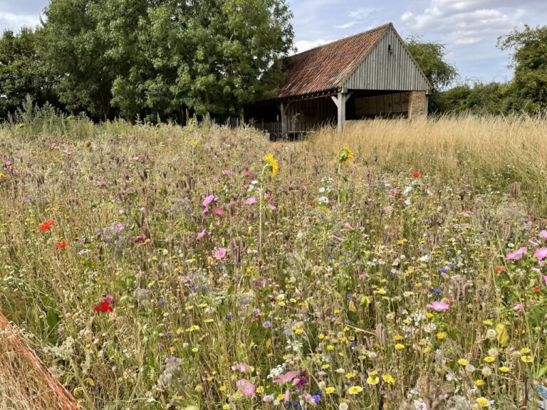 An image of a field and cottage in the sun, Little Downham village